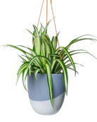 Chive Bobbin blue grey porcelain hanging planter pot with no drainage styled with a spider plant.