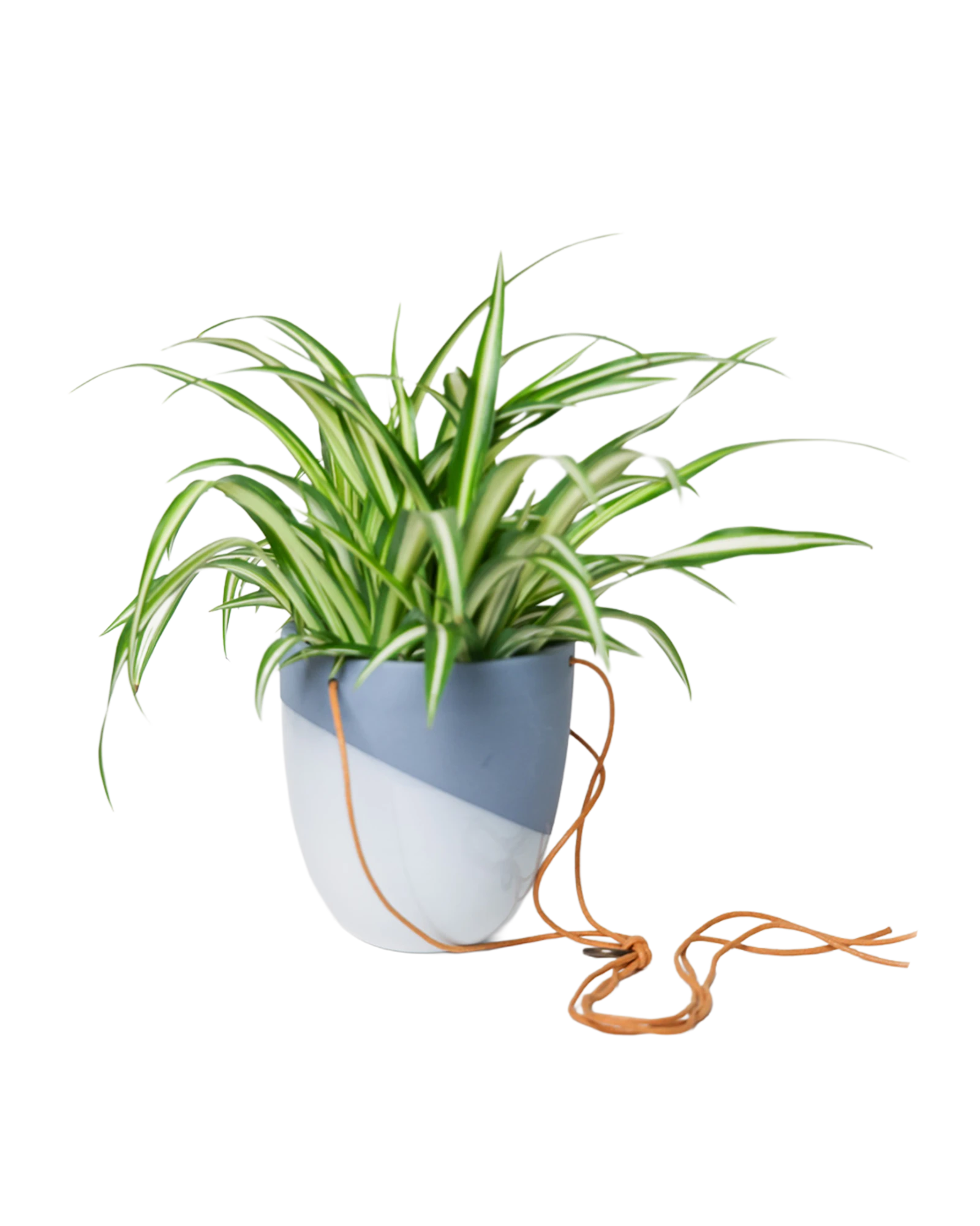 Chive Bobbin blue grey porcelain hanging planter pot styled with a spider plant with cord loosely dropped.