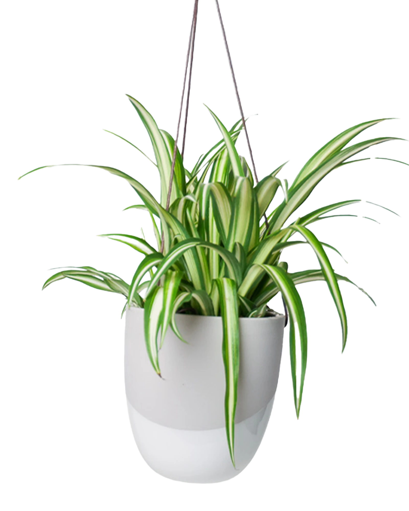 Chive Bobbin light grey porcelain hanging planter pot with no drainage styled with a spider plant.