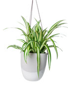 Chive Bobbin light grey porcelain hanging planter pot with no drainage styled with a spider plant.