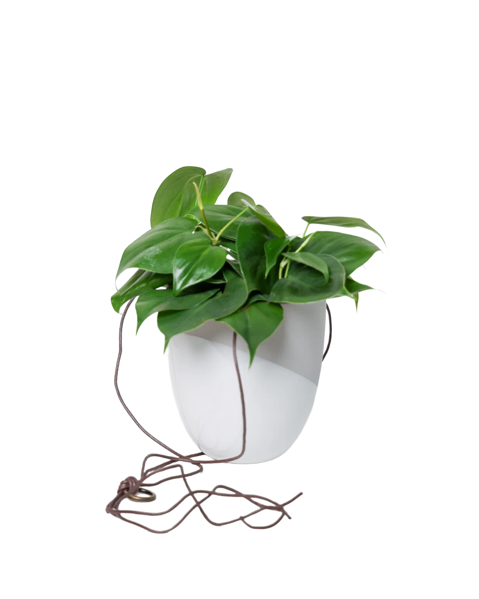 Chive Bobbin light grey porcelain hanging planter pot without drainage styled with a philodendron plant.