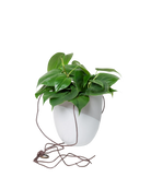 Chive Bobbin light grey porcelain hanging planter pot without drainage styled with a philodendron plant.
