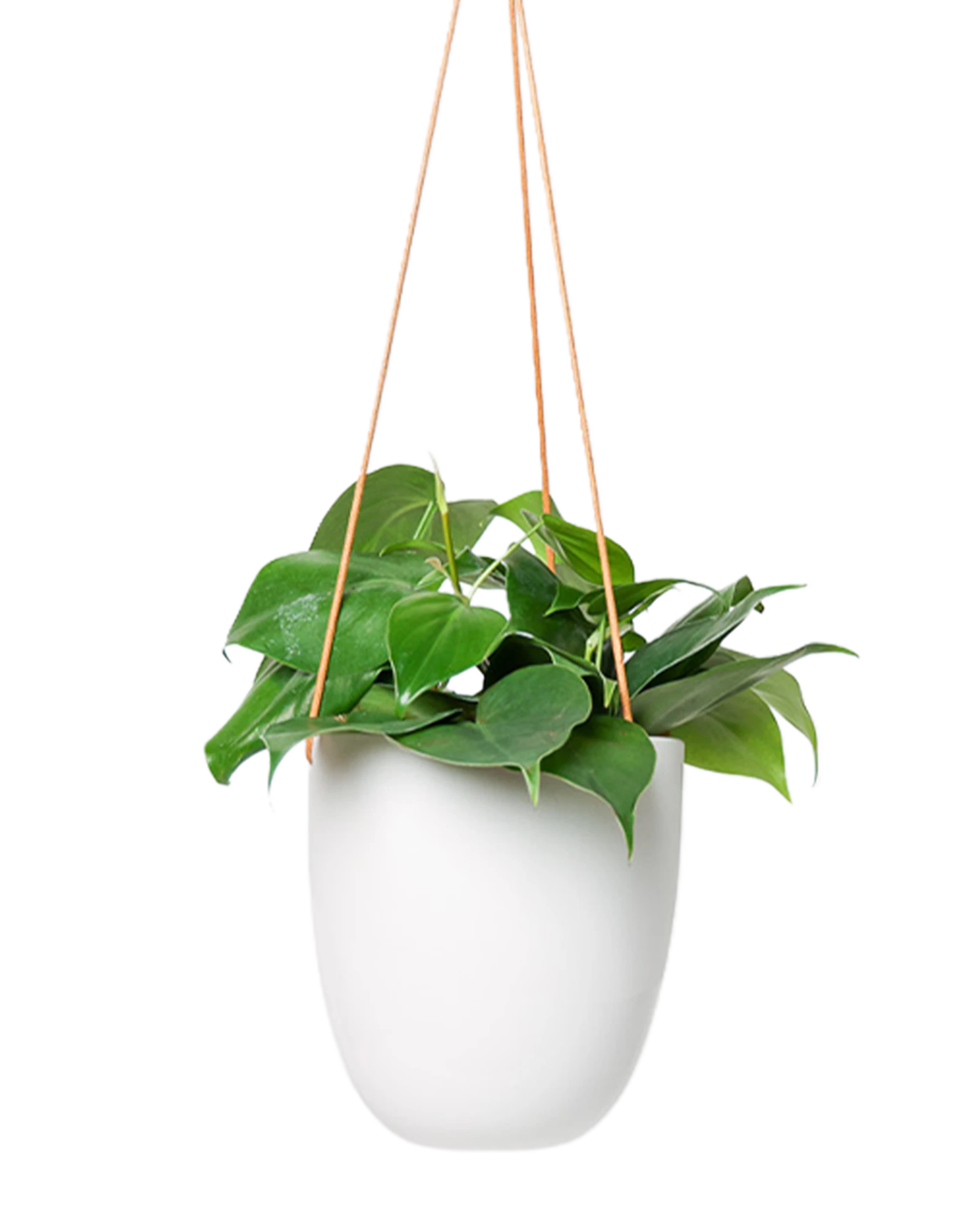 Chive Bobbin white porcelain hanging planter pot without drainage styled with a philodendron plant.