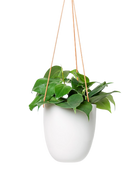 Chive Bobbin white porcelain hanging planter pot without drainage styled with a philodendron plant.