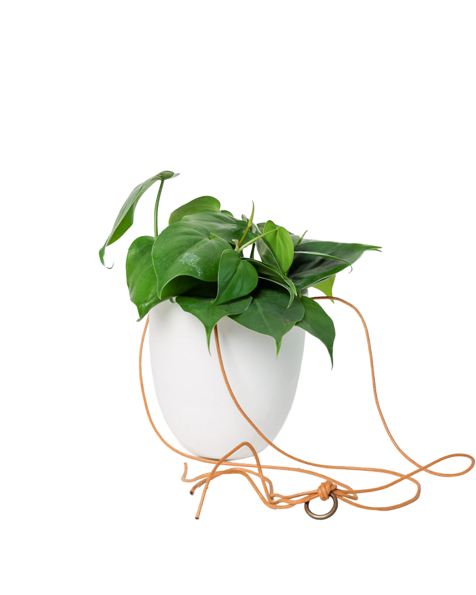 Chive Bobbin white porcelain hanging planter pot without drainage styled with a philodendron plant.
