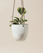 Chive Bobbin white porcelain hanging planters styled with plants against a neutral background.