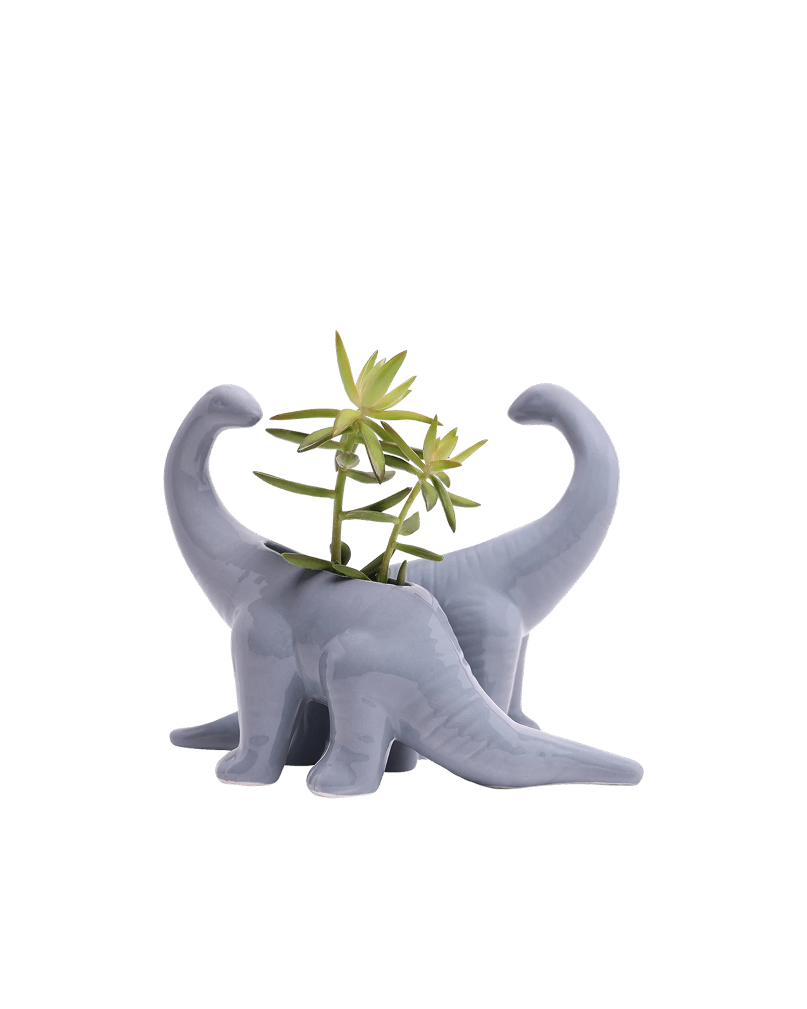 Two Chive Brontosaurus cloud blue color glazed ceramic dinosaur shaped planters styled with a plant.