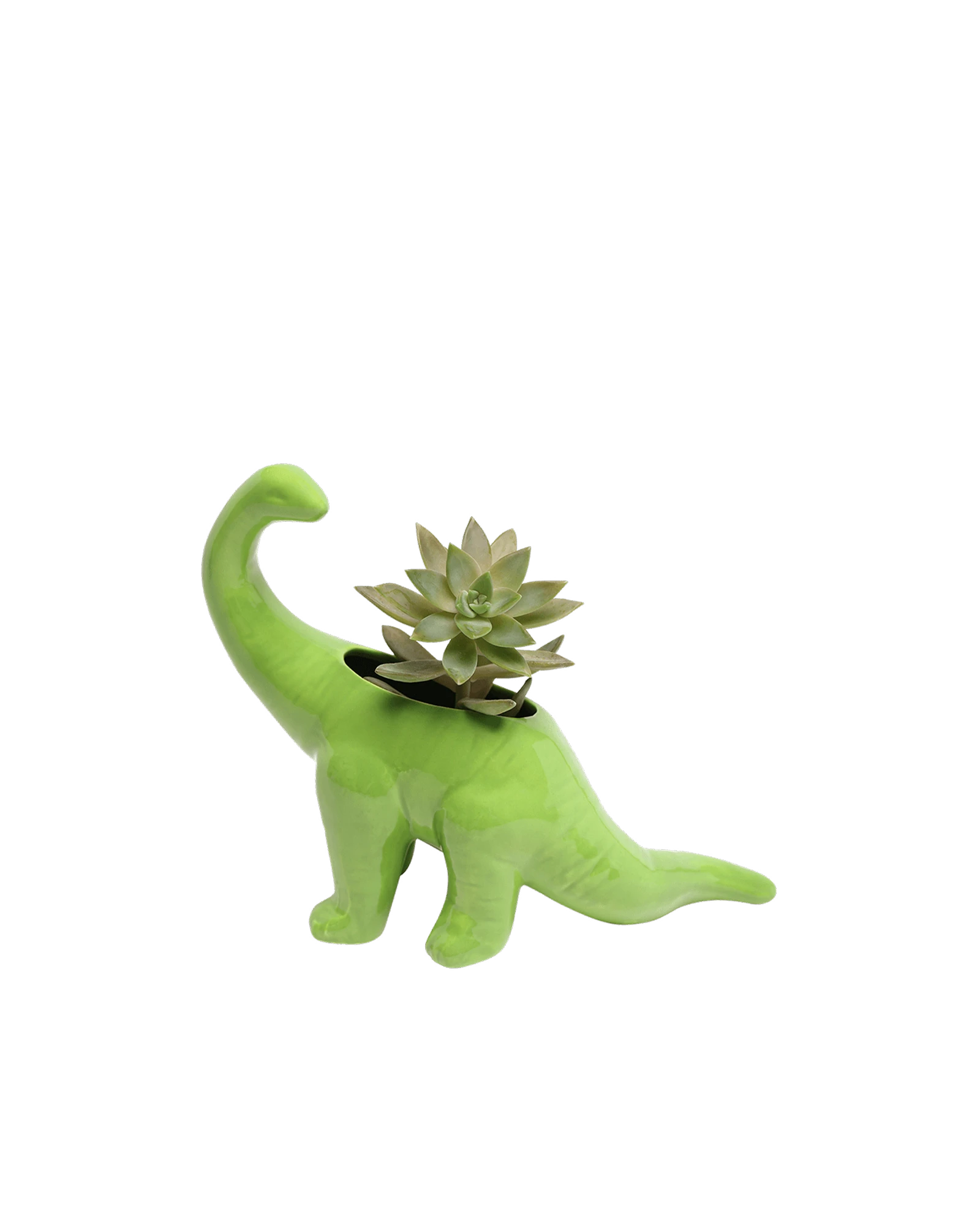 Chive Brontosaurus Fluorite Green color glazed ceramic dinosaur shaped planter styled with a succulent.