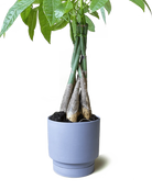 Chive Casey blue grey matte Porcelain medium planter holding a braided money tree.