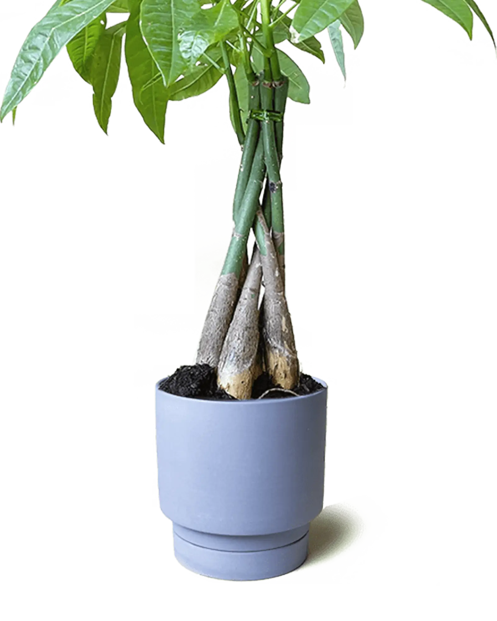 Chive Casey blue grey matte Porcelain medium planter holding a braided money tree.