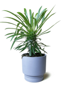 Chive Casey blue grey matte Porcelain medium planter holding a lady palm with ridged saucer.
