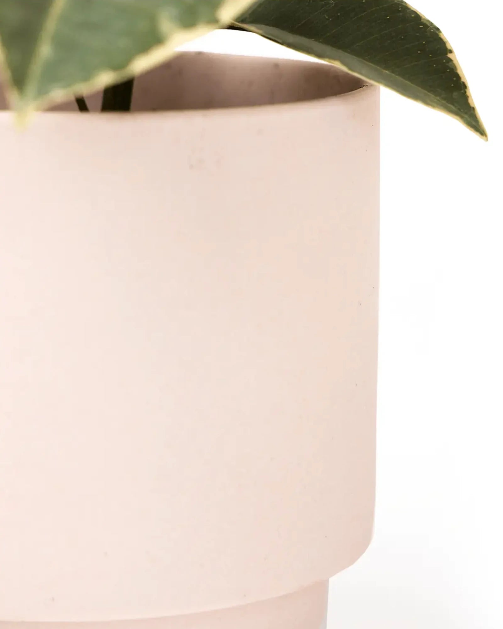 Close up of Chive Casey pink blush matte Porcelain medium planter holding a plant.
