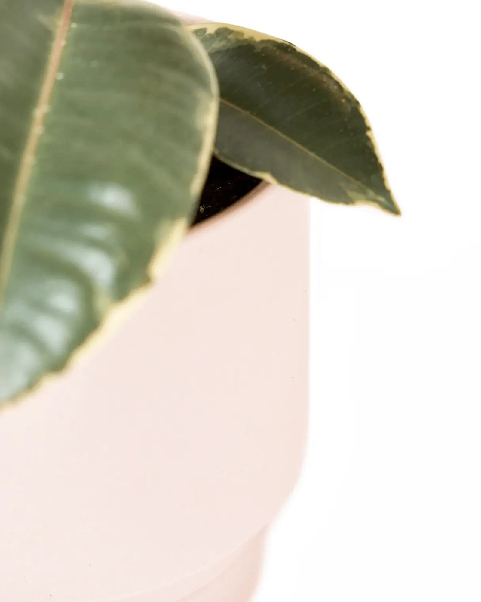 Close up of Chive Casey pink blush matte Porcelain medium planter holding a plant.