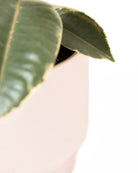 Close up of Chive Casey pink blush matte Porcelain medium planter holding a plant.