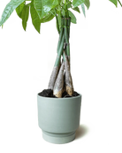 Chive Casey olive matte Porcelain medium planter holding a braided money tree.