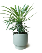 Chive Casey olive matte Porcelain medium planter holding a lady palm with ridged saucer.