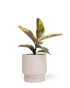Chive Casey pink blush matte Porcelain medium planter holding a variegated rubber tree.