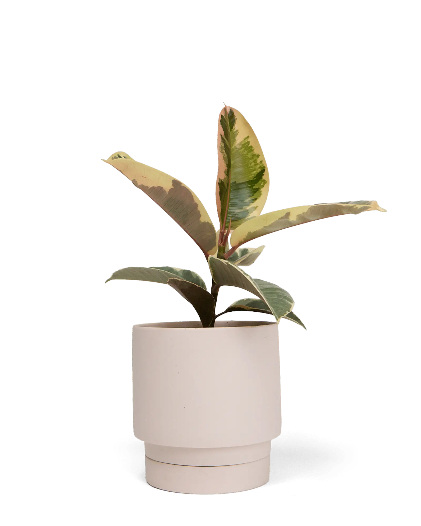 Chive Casey pink blush matte Porcelain medium planter holding a variegated rubber tree.