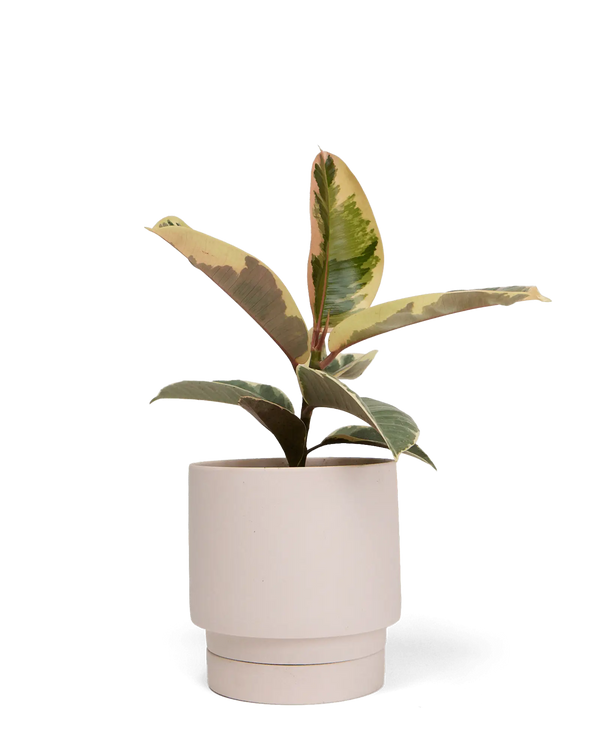 Chive Casey pink blush matte Porcelain medium planter holding a variegated rubber tree.
