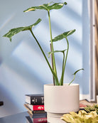 Chive Casey pink blush matte Porcelain medium planter holding a monstera, on a table indoor, against a blue wall.