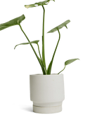 Chive Casey white matte Porcelain medium planter holding a variegated monstera deliciosa.