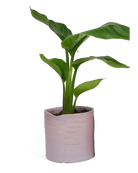 Chive Channa mauve ceramic medium planter pot styled with a plant.