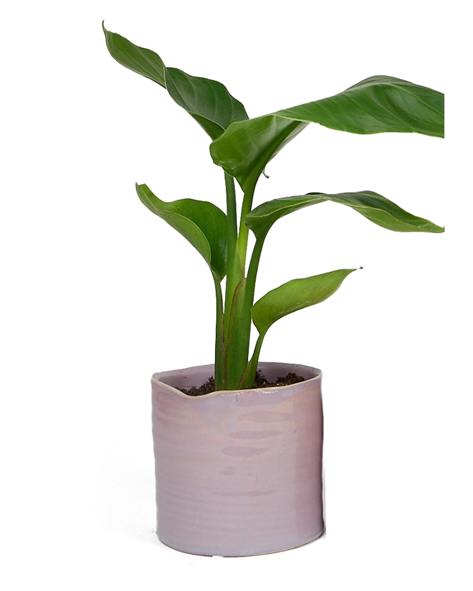 Chive Channa mauve ceramic medium planter pot styled with a plant.