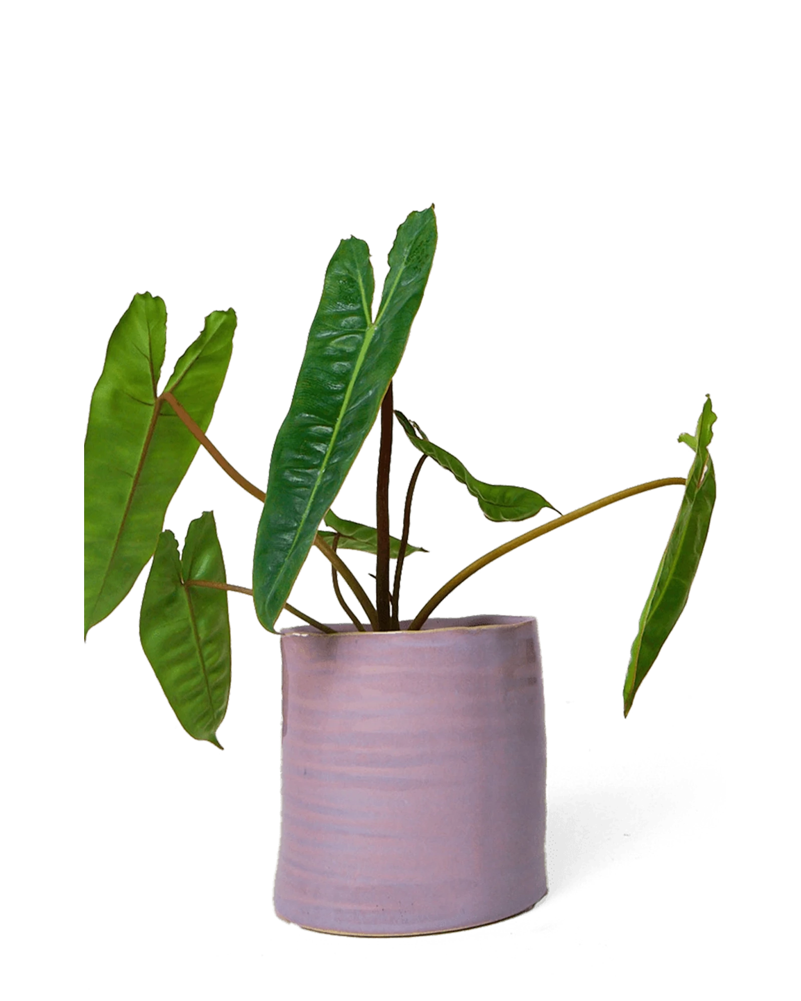 Chive Channa mauve white speckled ceramic small planter pot styled with a plant.