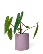 Chive Channa mauve white speckled ceramic small planter pot styled with a plant.