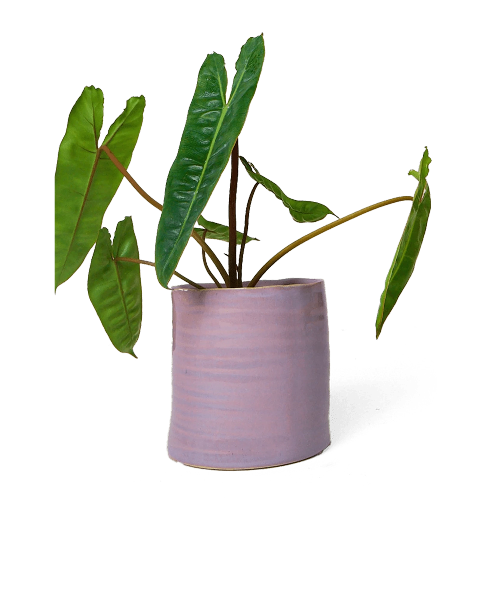 Chive Channa mauve ceramic small planter pot styled with a plant.