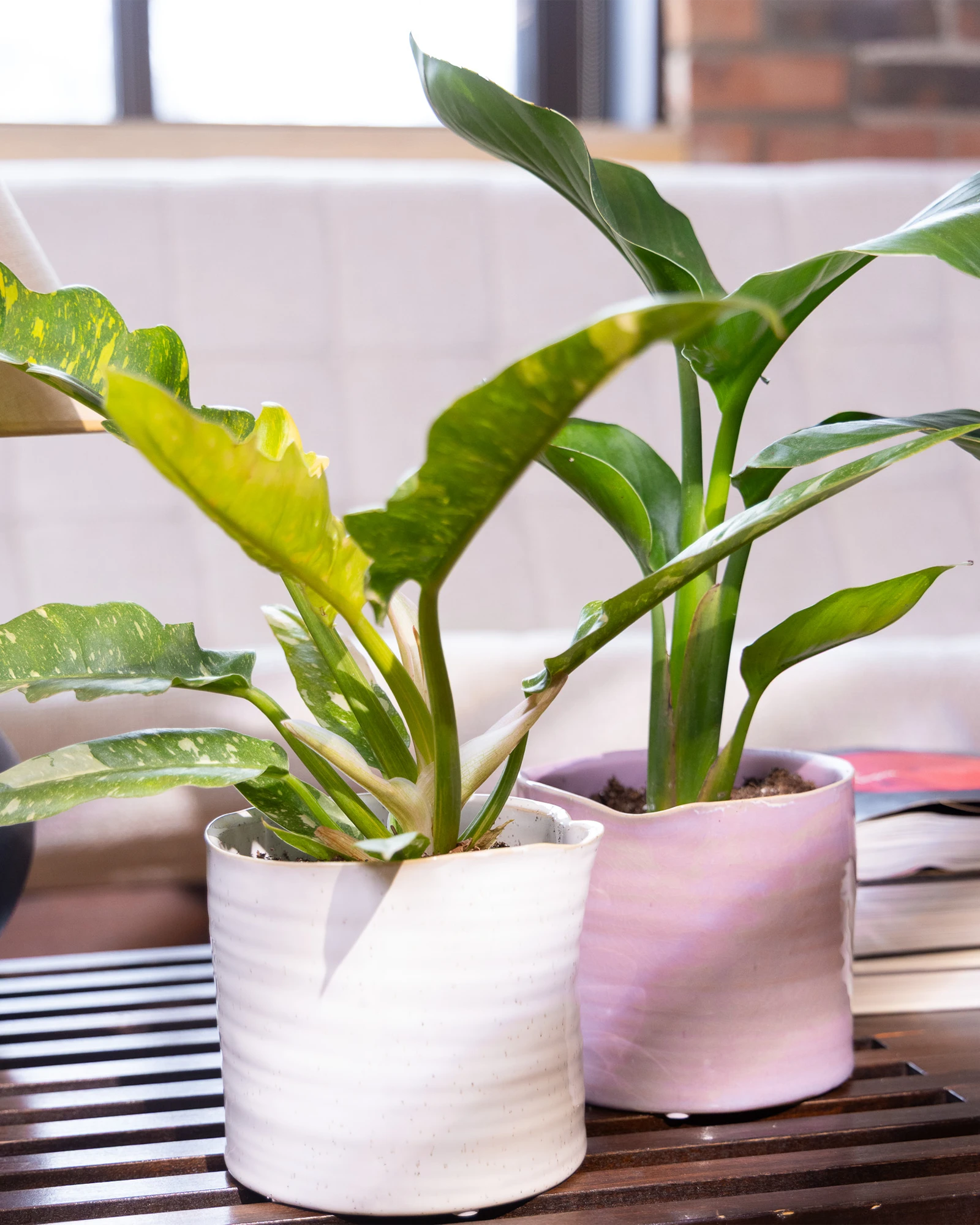 Two Chive Channa ceramic medium planters in white and mauve styled with  plants on a wood table in a living room.