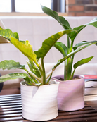Two Chive Channa ceramic medium planters in white and mauve styled with  plants on a wood table in a living room.
