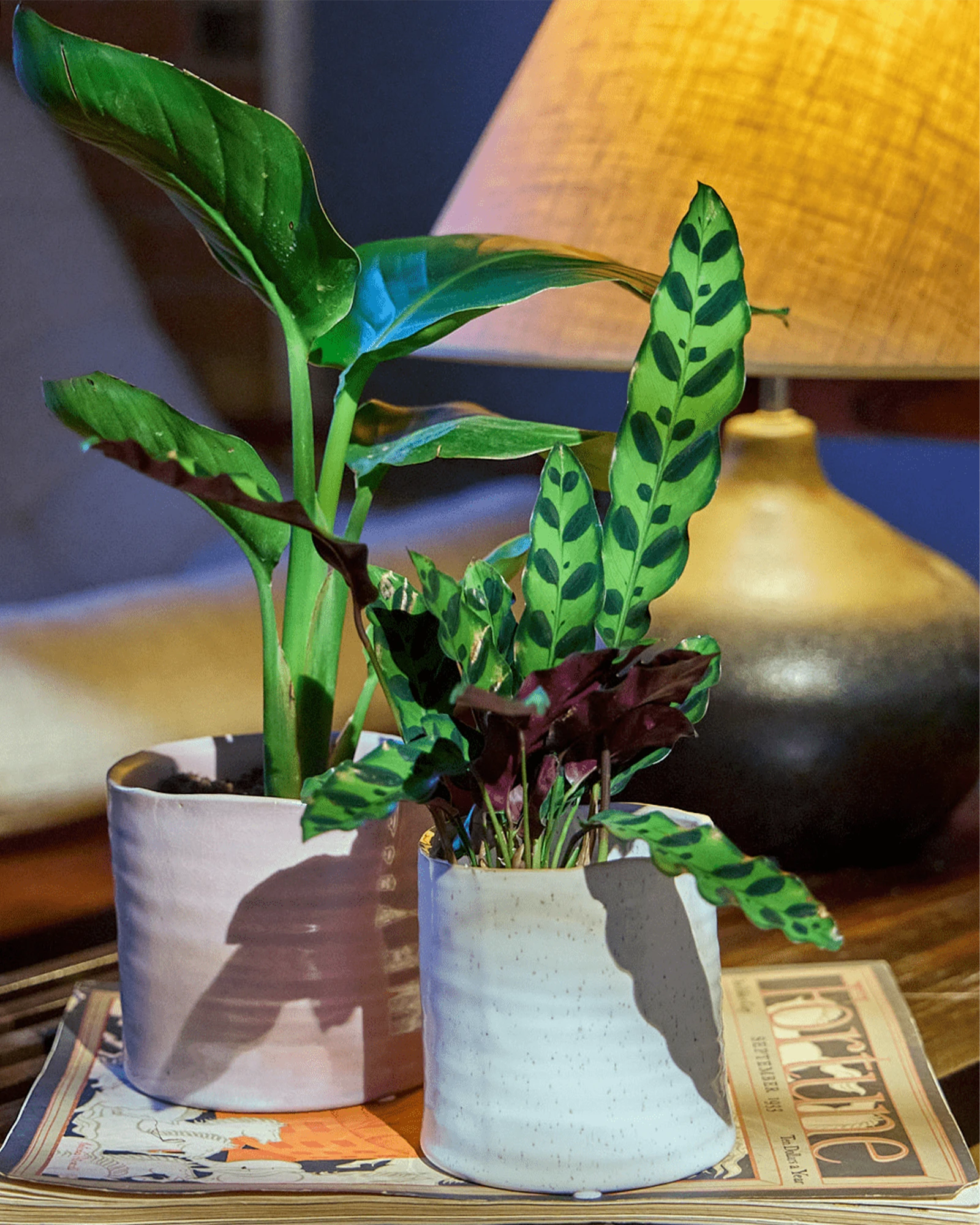Two Chive Channa ceramic small planters in mauve and white styled with a plant on a table next to a lamp.