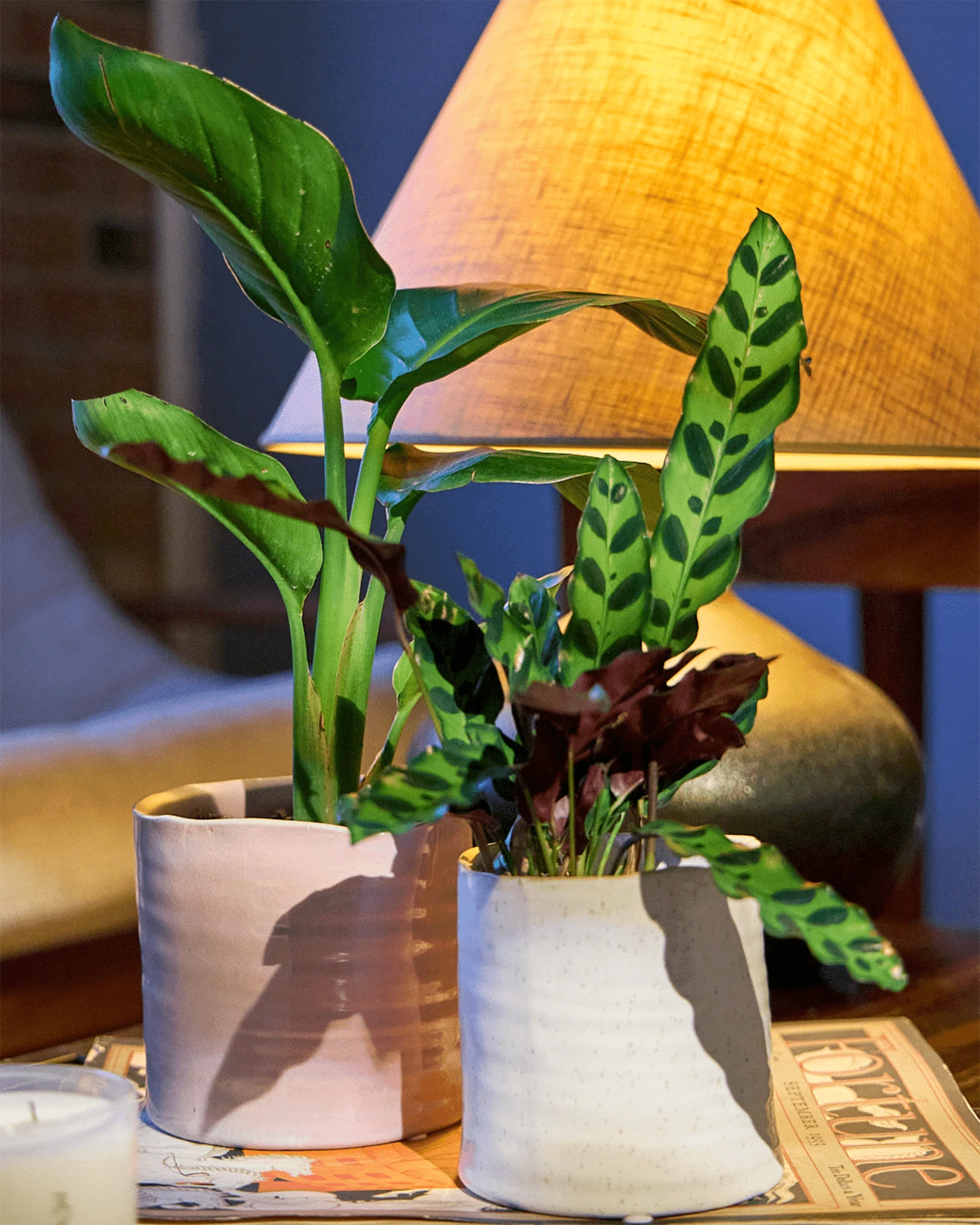 Two Chive Channa ceramic small planters in mauve and white styled with a plant on a table next to a lamp.