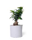 Chive Channa white speckles ceramic medium planter pot styled with a plant.
