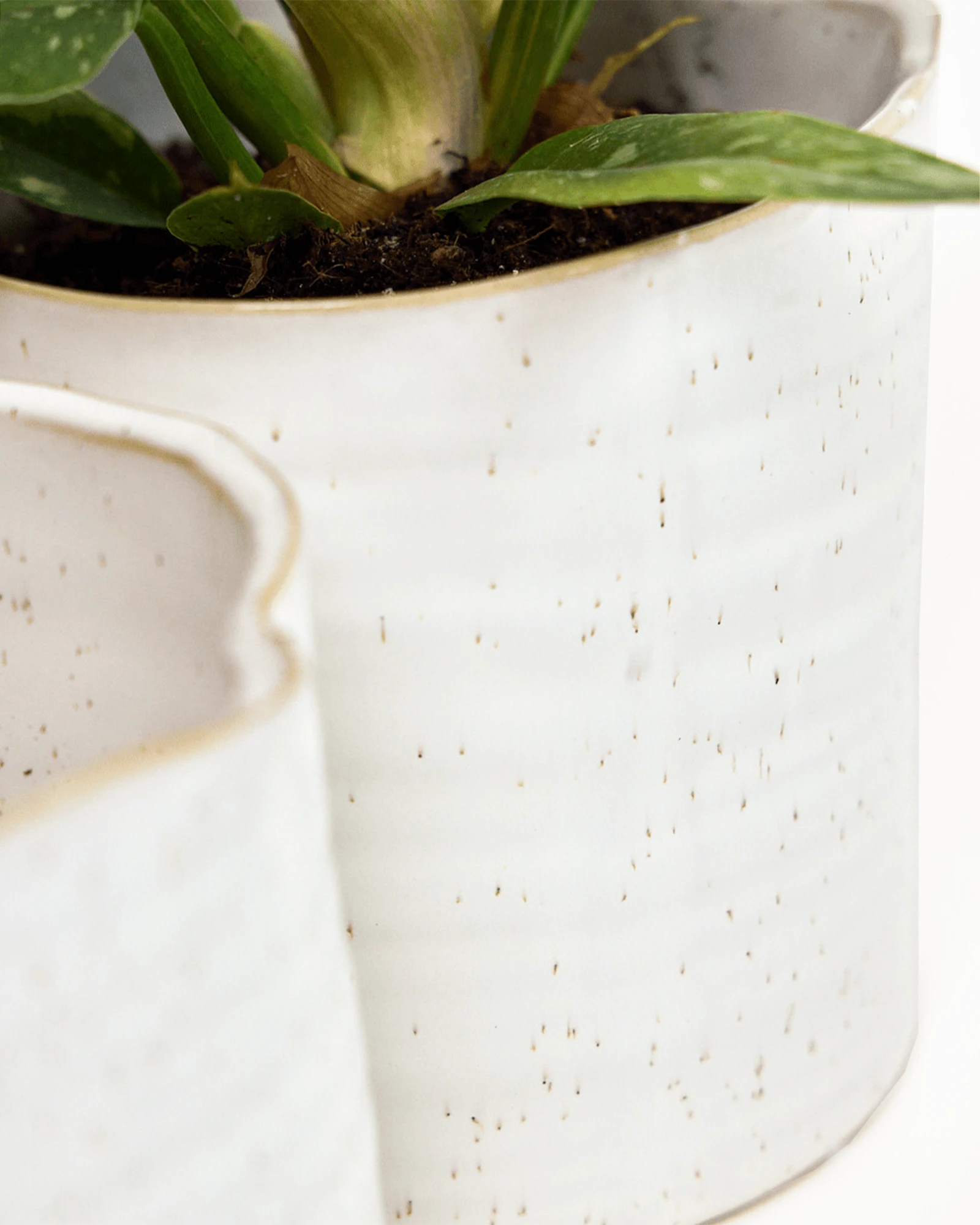 Close-up of the speckles pattern on a Chive Channa white speckles ceramic medium pot.
