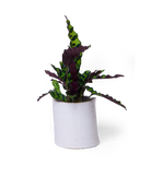 Chive Channa white speckled ceramic small planter pot styled with a plant.