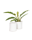 Two Chive Channa ceramic small planters in white speckles styled with a plant.