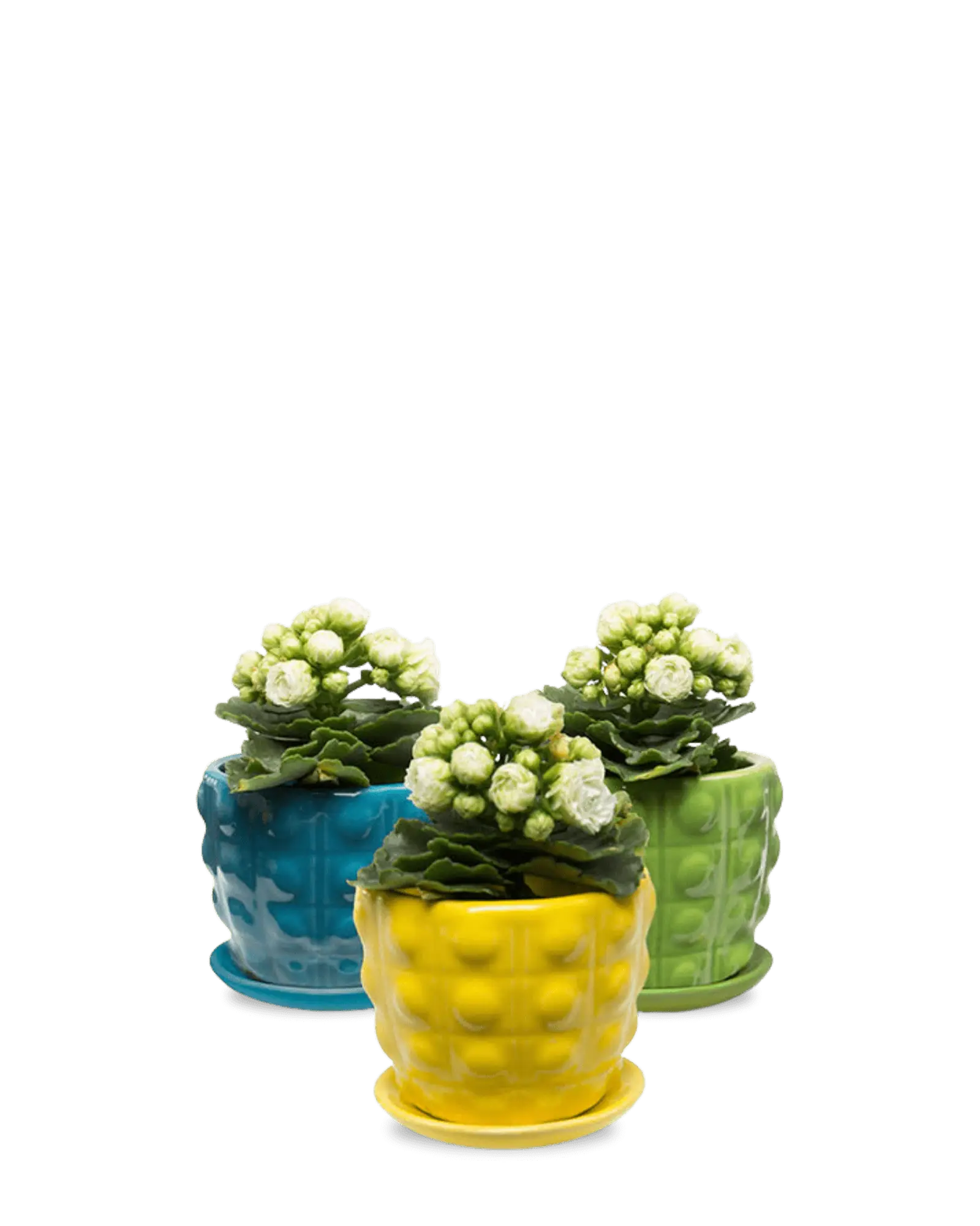Chive Convex glazed ceramic medium planters in cobalt, green, and yellow holding kalanchoe.