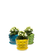 Chive Convex glazed ceramic medium planters in cobalt, green, and yellow holding kalanchoe.