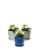 Chive Convex glazed ceramic medium planters with saucers in cobalt, mint, and grey.