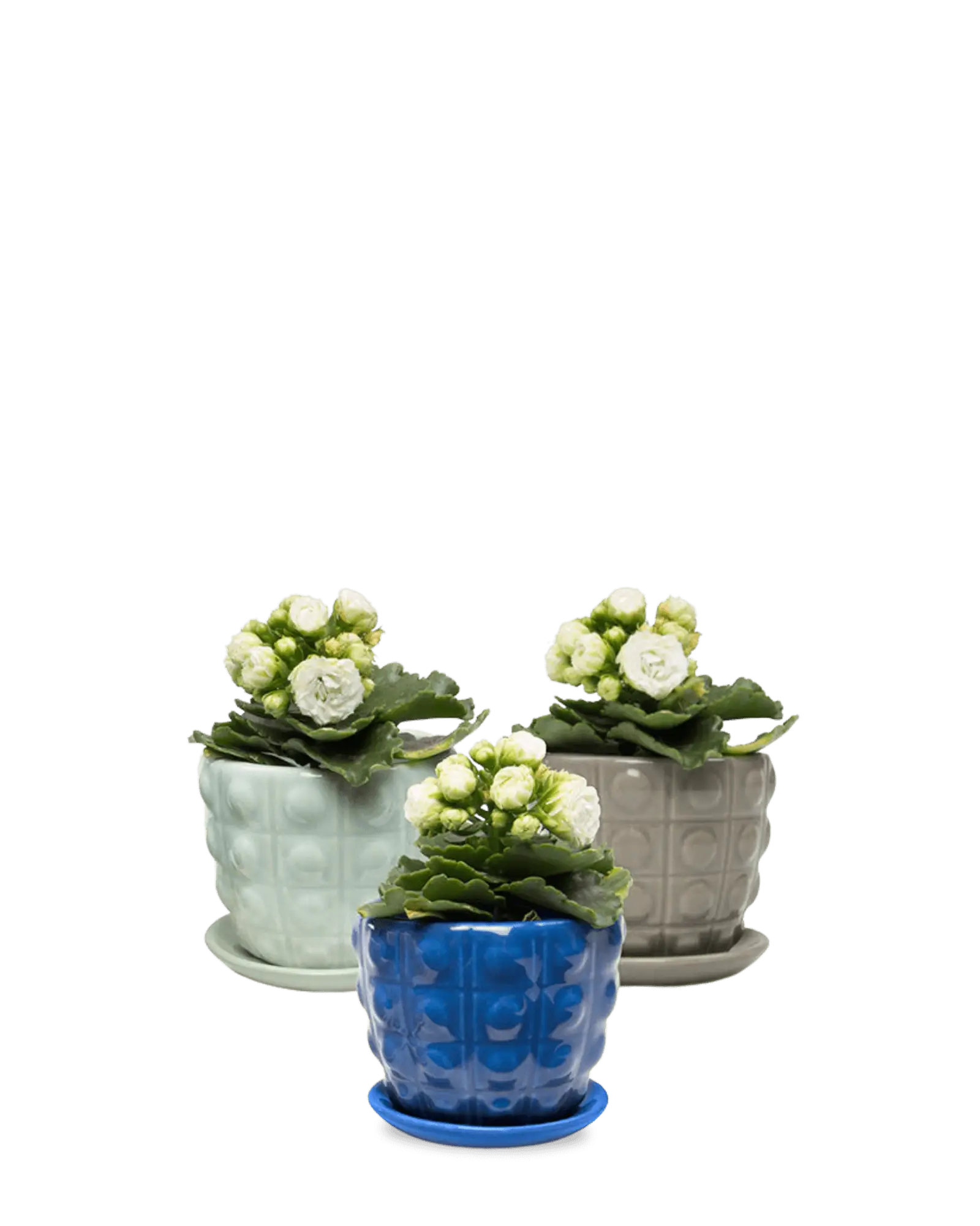 Chive Convex glazed ceramic medium planters with saucers in cobalt, mint, and grey.