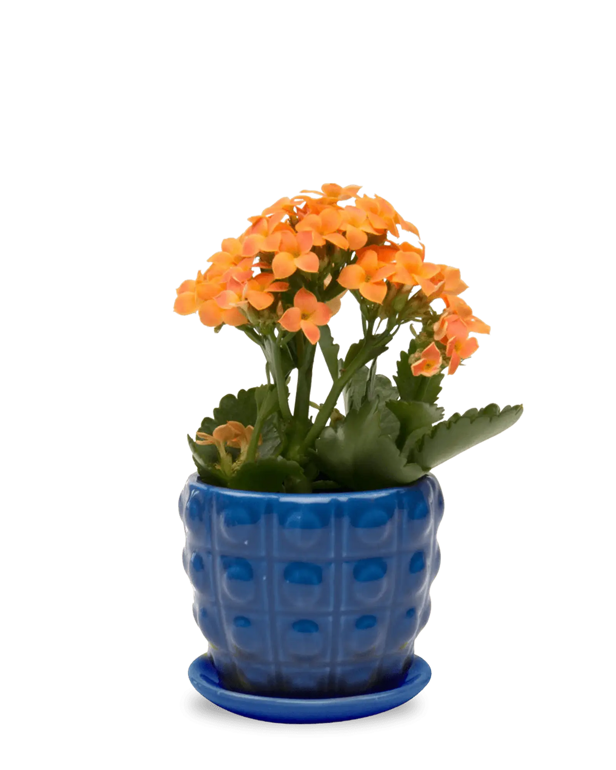 Convex Ceramic Planter with Drainage & Saucer | Chive
