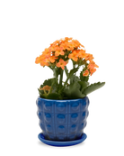 Chive Convex cobalt glazed ceramic medium planter with saucer holding an orange kalanchoe.