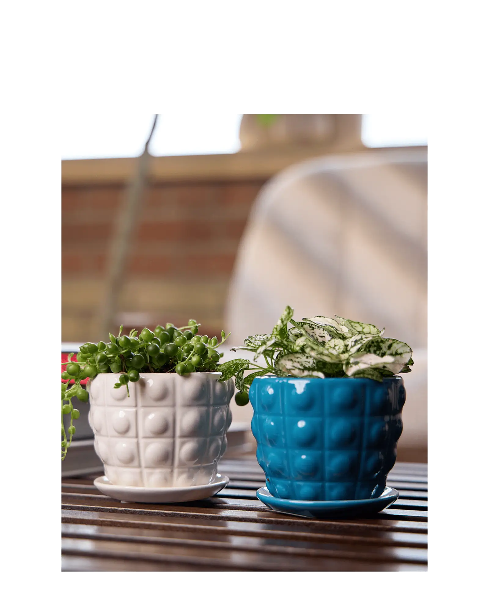 Chive Convex teal and white ceramic medium planters on an outdoor table with string of pearls.