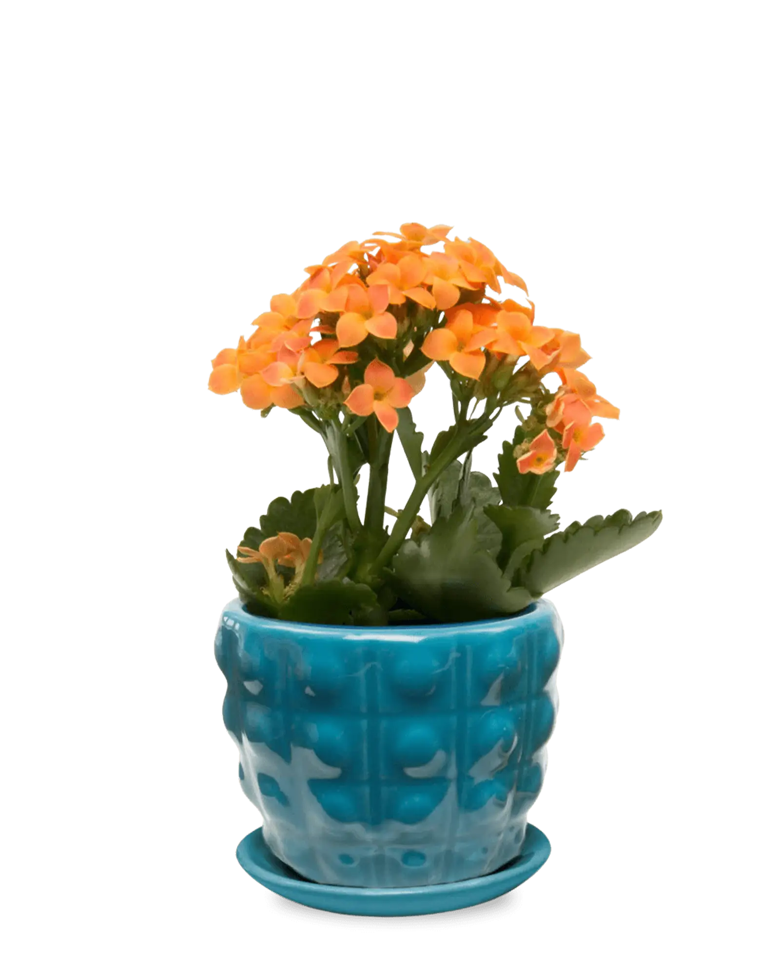 Chive Convex teal glazed ceramic medium planter with saucer holding an orange kalanchoe.