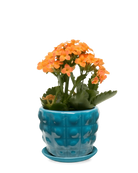 Chive Convex teal glazed ceramic medium planter with saucer holding an orange kalanchoe.