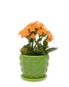 Chive Convex green glazed ceramic medium planter with saucer holding an orange kalanchoe.