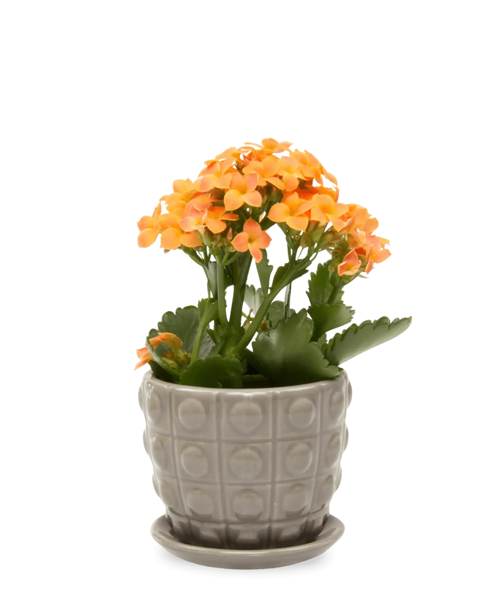 Chive Convex grey glazed ceramic medium planter with saucer holding an orange kalanchoe.