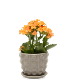 Chive Convex grey glazed ceramic medium planter with saucer holding an orange kalanchoe.